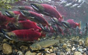 Jenis Salmon