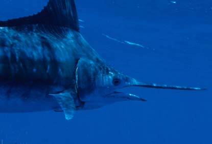 10 Ikan Tercepat di Lautan