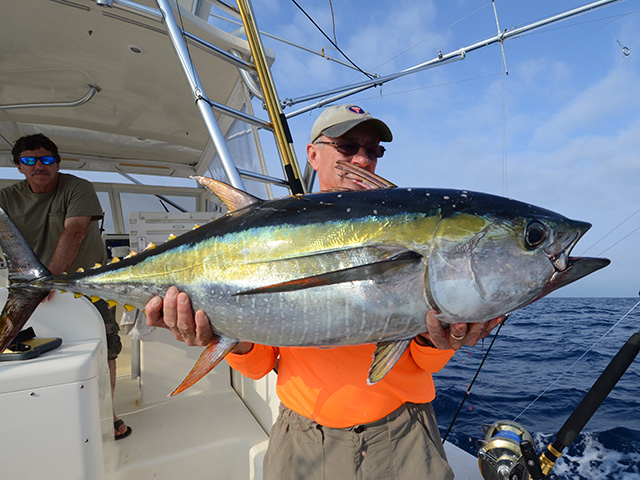 Keberadaan Yellowfin Tuna