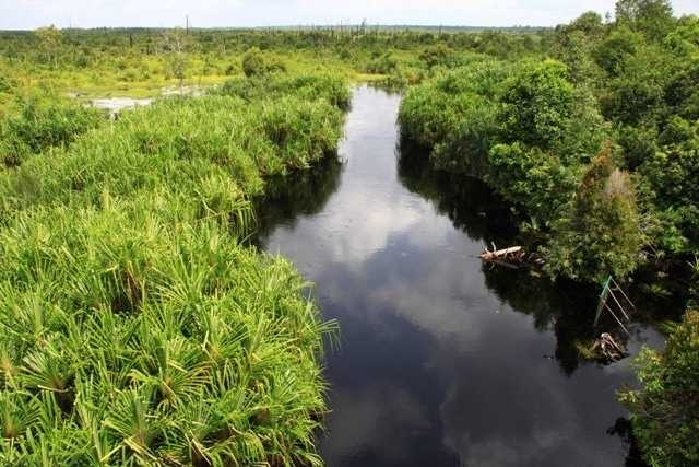 Sungai sebangau