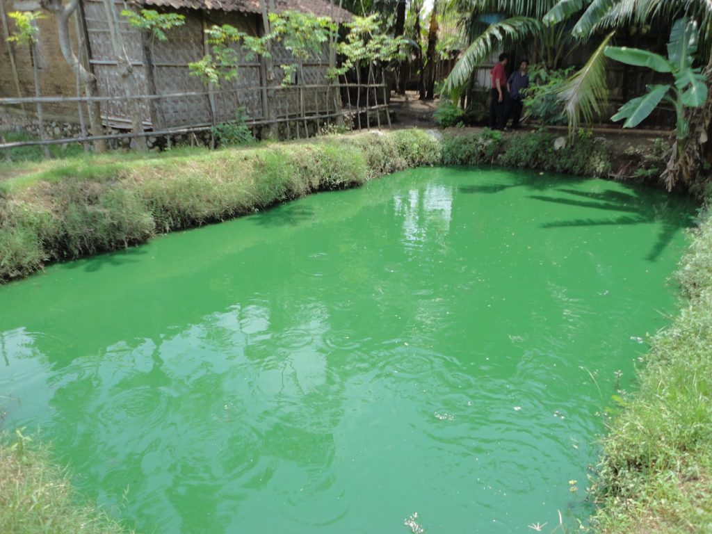 Umpan Ikan Mas Air Hijau