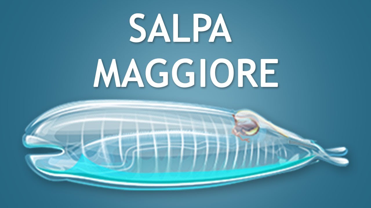Salpa Maggiore Ditemukan Seorang Pemanacing New Zealand