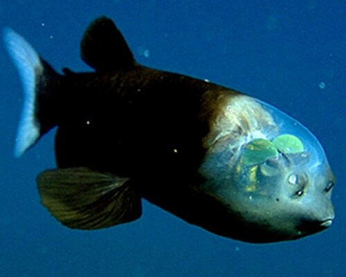 Ikan Barreleye Spesies Ikan Unik Berkepala Transparan