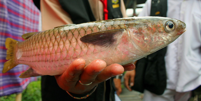 Umpan Jitu Ikan Blanak Media Tepung Terigu