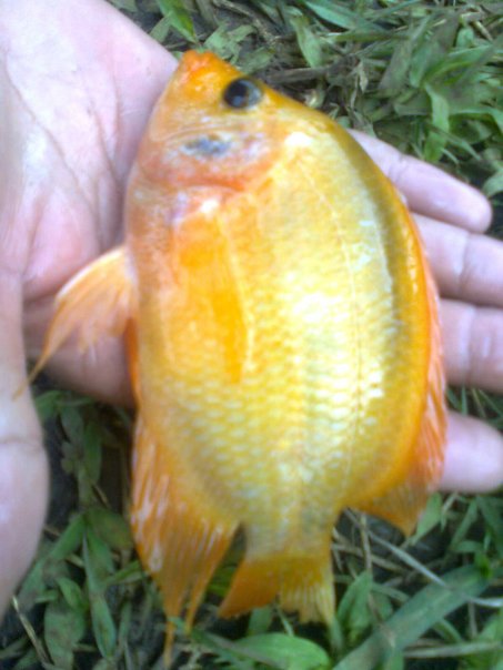 Waduk Kedungombo