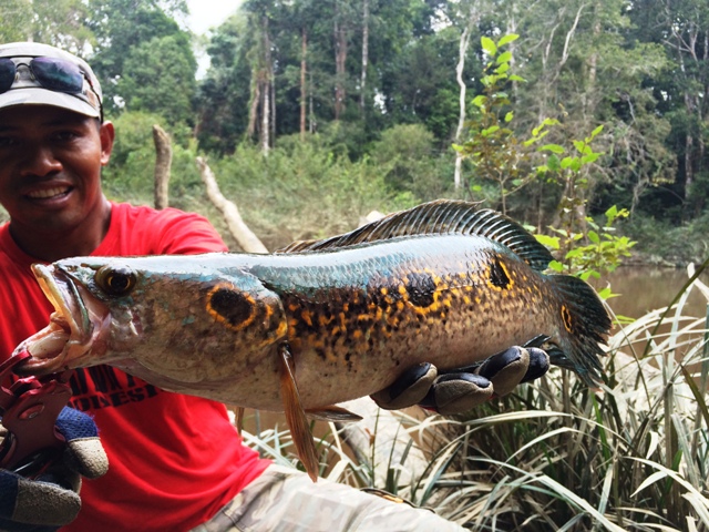 Spot mancing ikan kerandang di Ketapang Kalimantan Barat