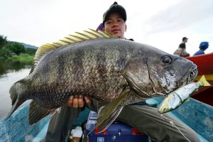 Ikan black bass di sungai baliase,sulawesi selatan 