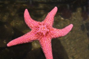 Jenis-Jenis Bintang Laut