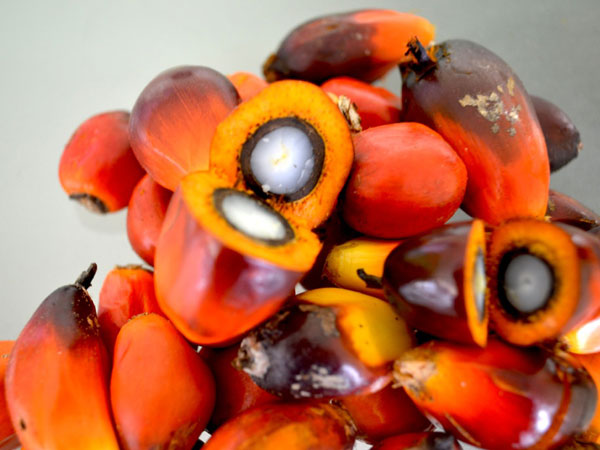 Umpan Ikan Patin Menggunakan Buah Kelapa Sawit