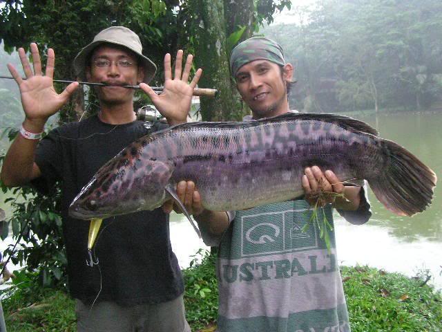 Cara Memancing Agar Cepat Dapat Ikan