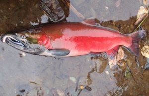 Jenis Salmon
