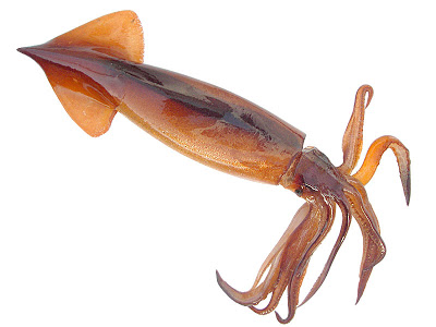 Agar Aman Ngerobok Mancing Cumi di Malam Hari