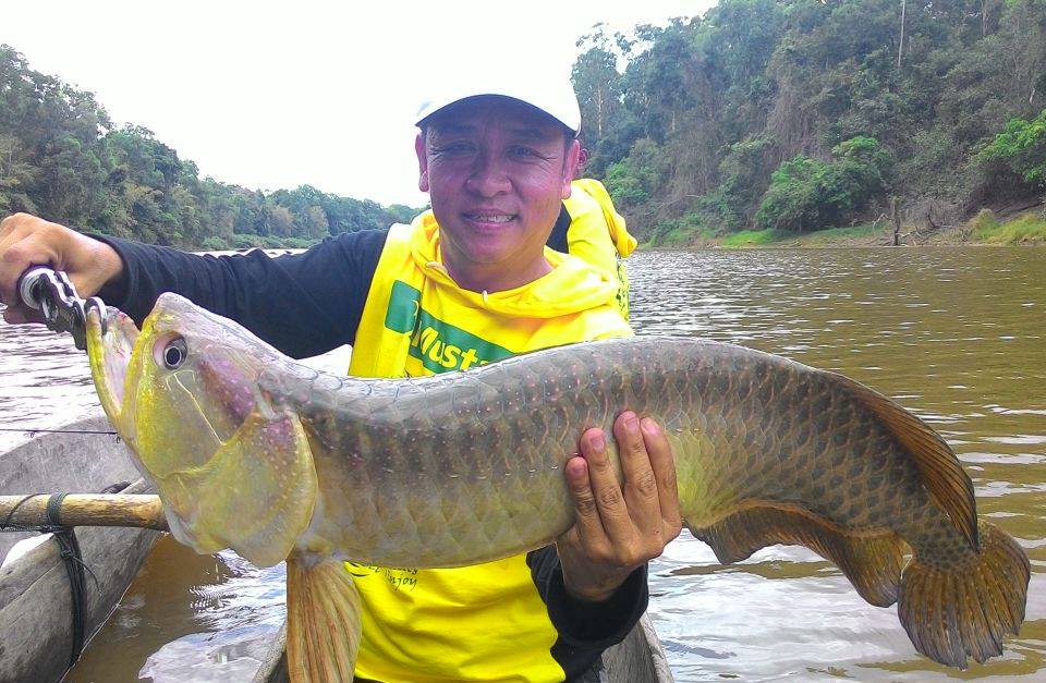 Yang Dibutuhkan Untuk Mancing Arwana