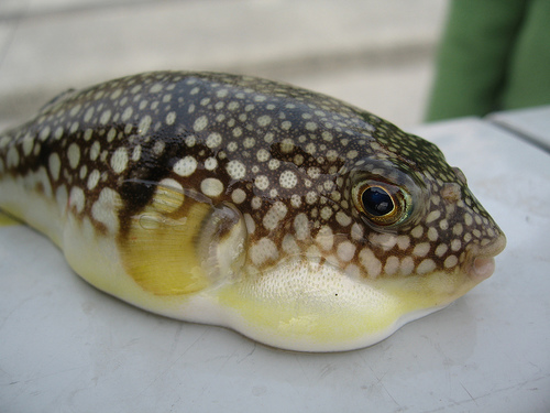 Ikan Fugu, Nikmat Tapi Mematikan