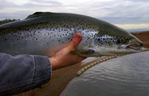 Jenis Salmon