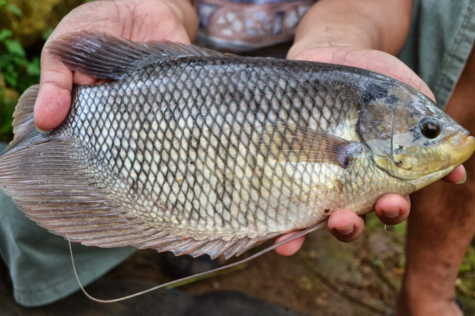Umpan Jitu Ikan Gurami Media Ubi Jalar