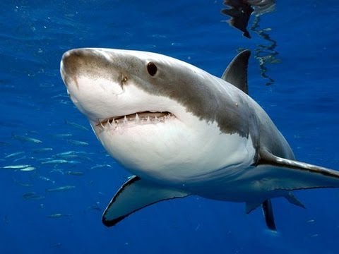 Mengenal Lebih Dekat Ikan Hiu