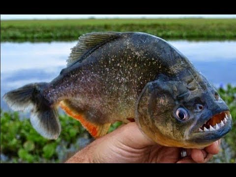 memancing piranha