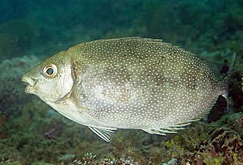 Musim dan Spot Mancing yang Tepat untuk Mancing Ikan Baronang