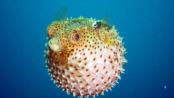 Sensasi Sang Ikan Buntal