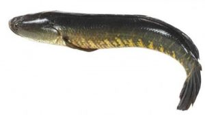Perbedaan Ikan Gabus dan Ikan Toman