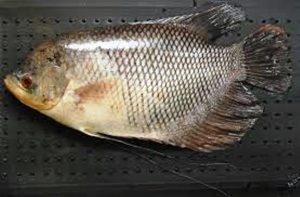 Umpan mancing ikan gurame di rawa dan kolam