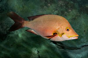 Manfaat dan Khasiat Ikan Kakap Ratu