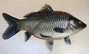 Manfaat dan Khasiat Ikan Kakap Sirip Hitam