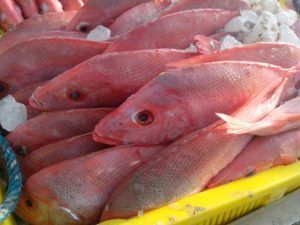 Manfaat dan Khasiat Ikan Kakap Sutera