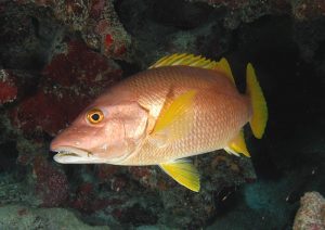 Manfaat dan Khasiat Ikan Kakap Vermilliond
