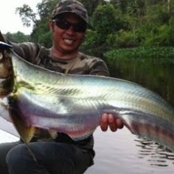 Cara Mancing Ikan Culi