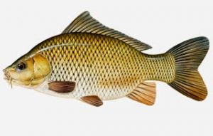 Mancing ikan Tombro