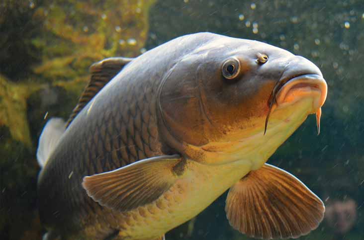 Resep Jitu Umpan Ikan Mas Galatama Malam Hari