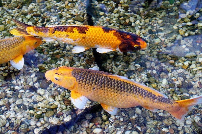 Umpan Jitu Harian Ikan Mas Air Keruh Media Telur Bebek