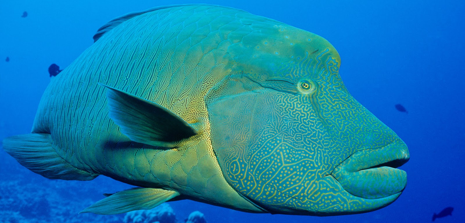 Cheilunus undulates Sang Ikan Napoleon yang Mulai Punah Keberadaannya