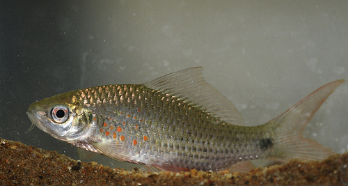 Umpan Jitu Ikan Nilem Aroma Wangi