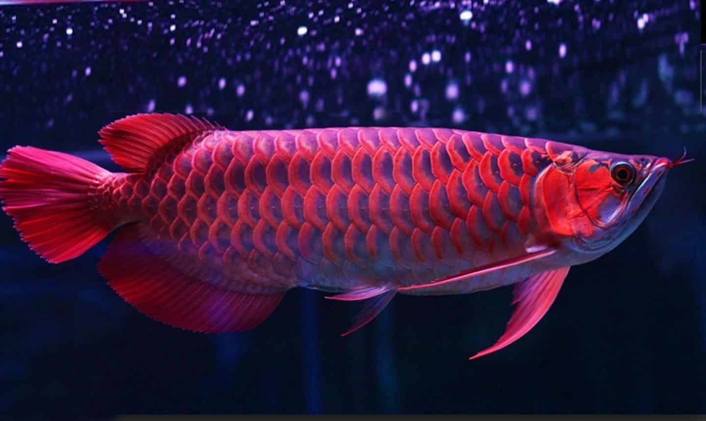 Silok dan Semah Ikan Endemik Borneo yang Mulai Langka