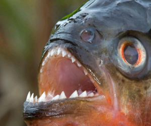 Asal Usul Piranha