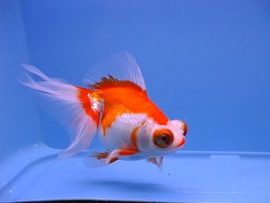 ikan mas koki