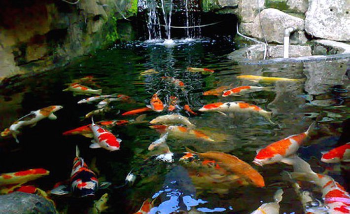 15 Cara Memelihara Ikan Koi Untuk Pemula yang Mudah