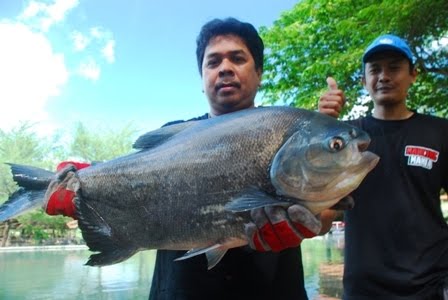 Mancing Bawal Monster