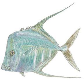 13 Jenis Keluarga Ikan Trevally yang Wajib Para Mania Ketahui