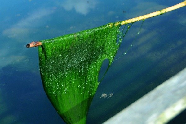 Umpan Ikan Sepat Menggunakan Lumut