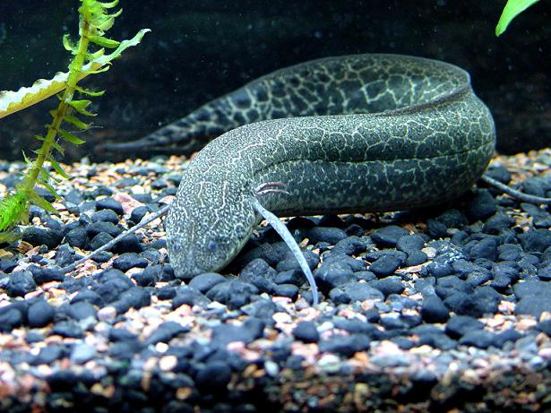 Lungfish Si Ikan Ajaib Yang Bisa Berubah Menjadi Kepompong