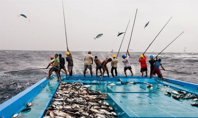 Teknik Memancing Cakalang Nelayan Tradisional