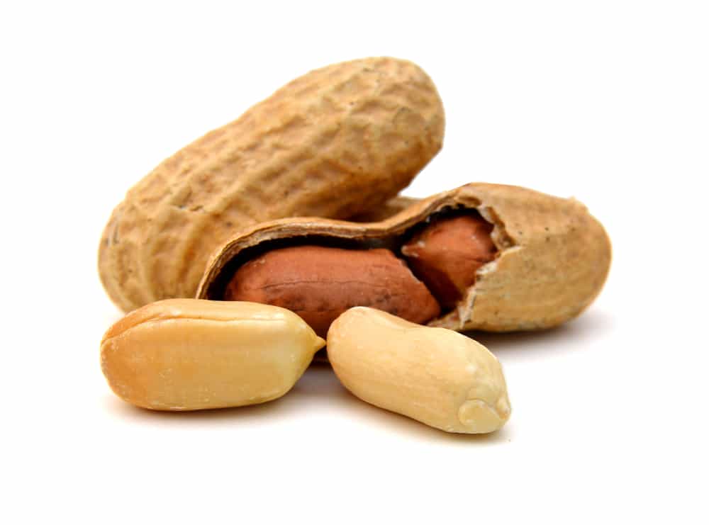 Umpan gt Bawal kacang sangrai