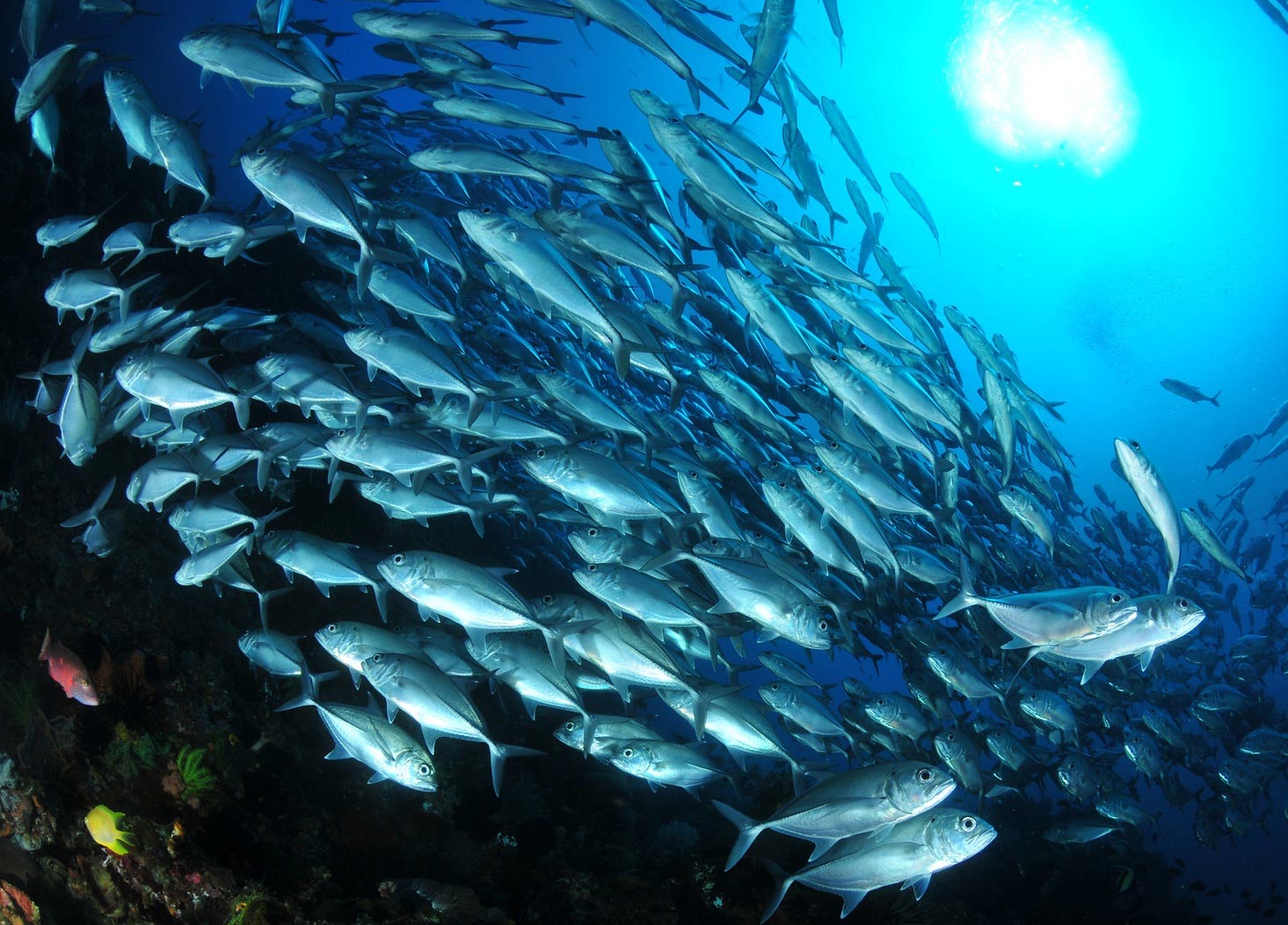 Faktor Penyebab Ikan Bermigrasi