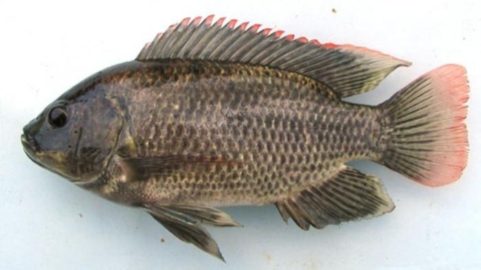 Resep Jitu Umpan Boom (Bandulan) Mancing Ikan Mujair