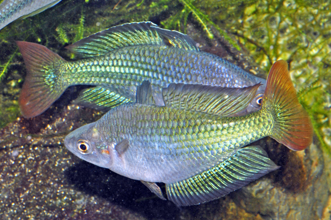 Ikan air tawar arus deras