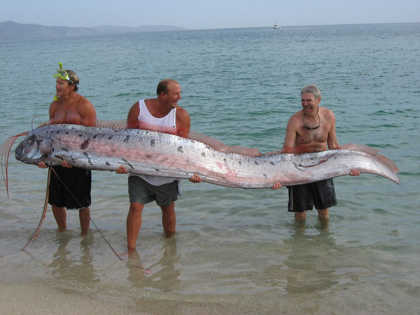 Oarfish Sang Ikan Pembawa Pesan Akan Datangnya Bencana Alam